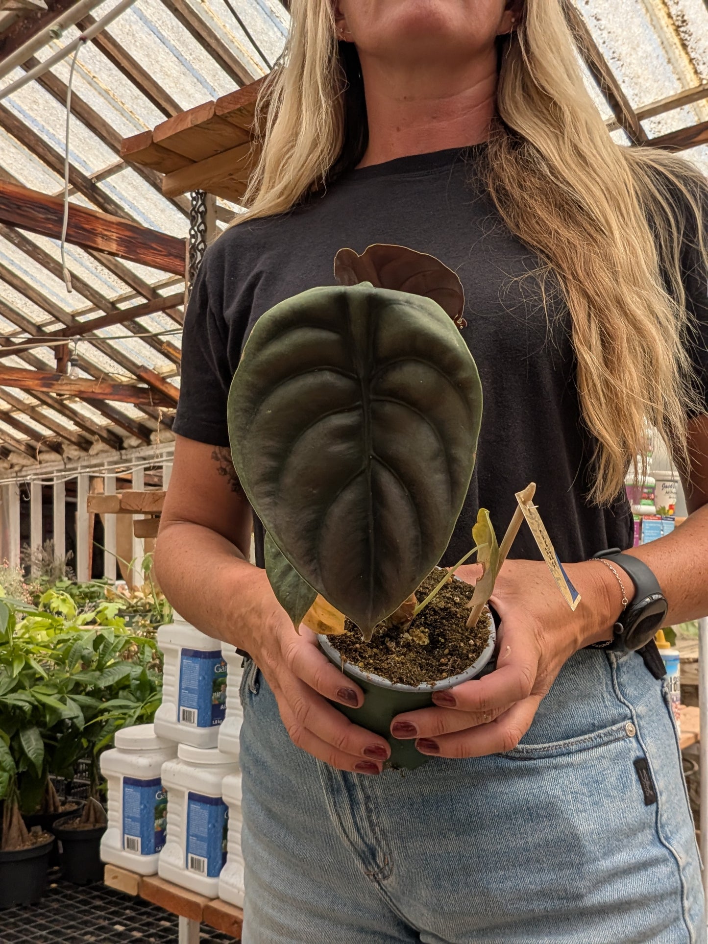 Alocasia Red Secret (4")