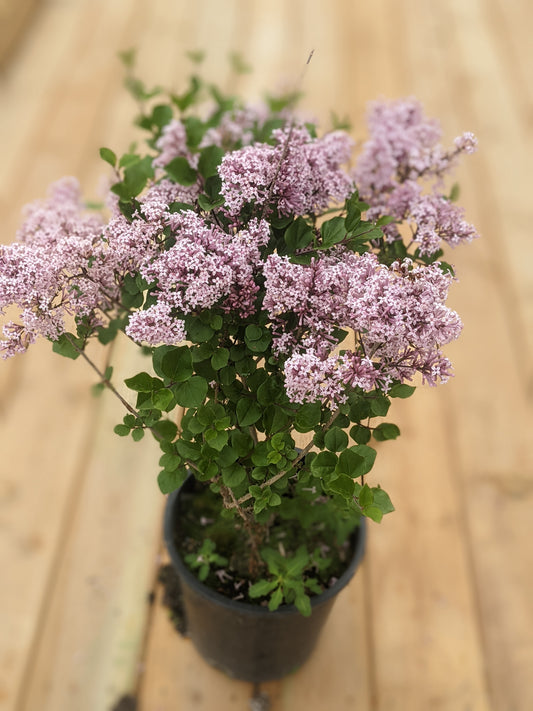 Dwarf Korean Lilac