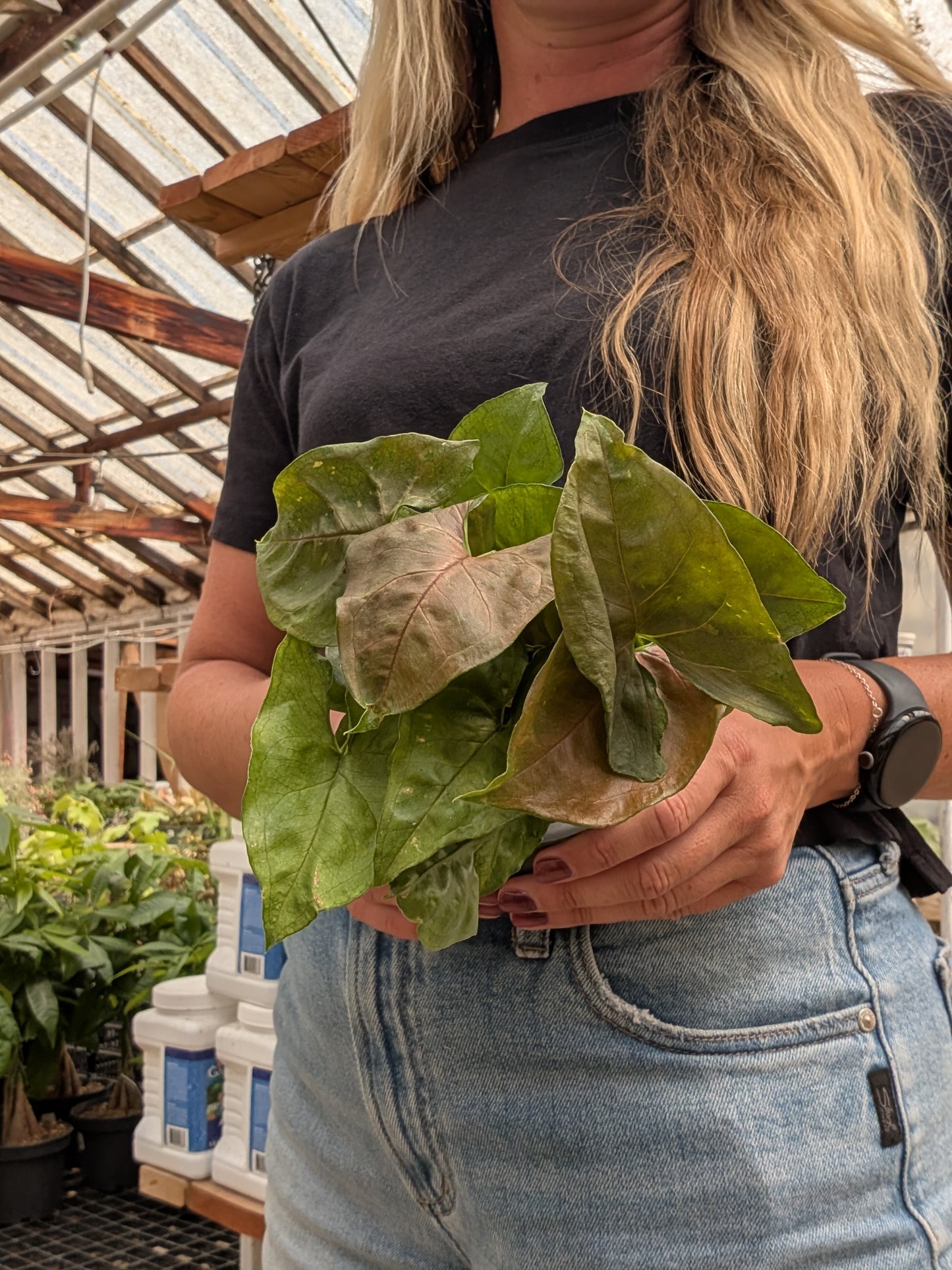 Candy Berry Arrowhead Plant (4")