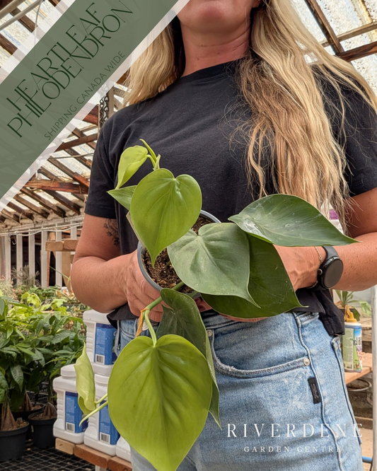 Heartleaf Philodendron (4")