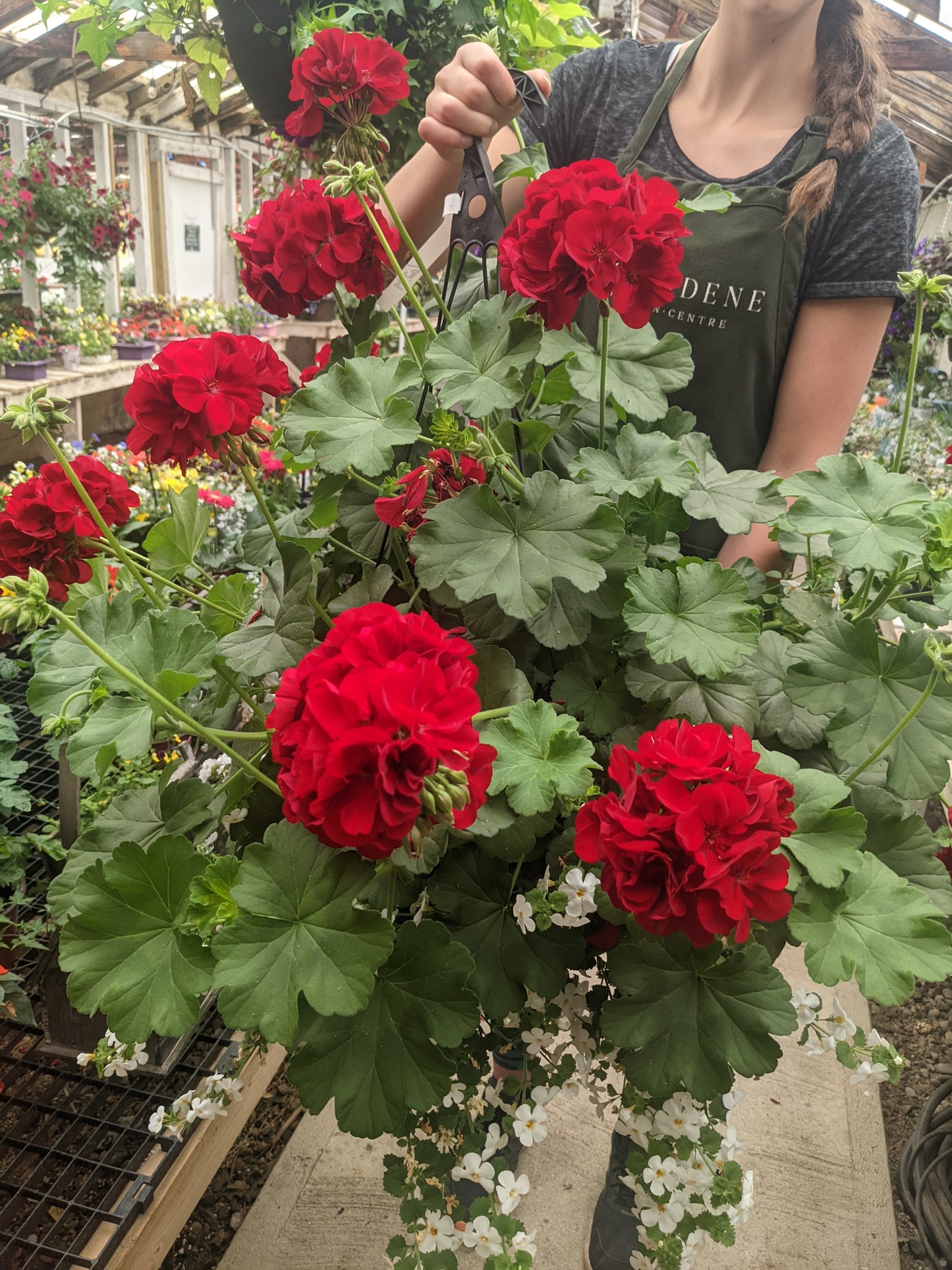 Boldly Dark Red Geranium (Proven Winners)