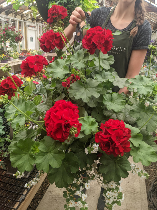 Boldly Dark Red Geranium (Proven Winners)