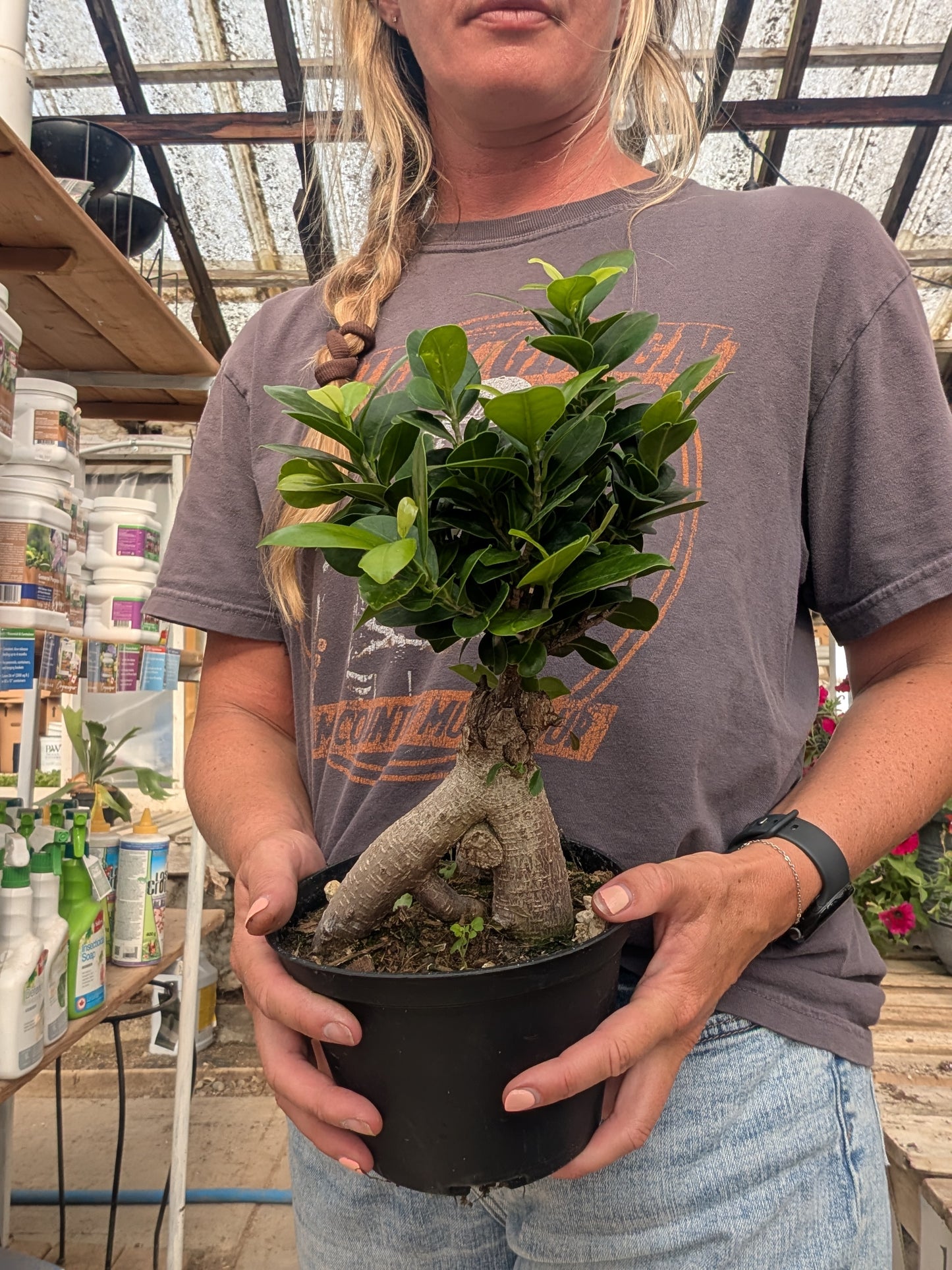 Ficus Bonsai with Exposed Roots (6")