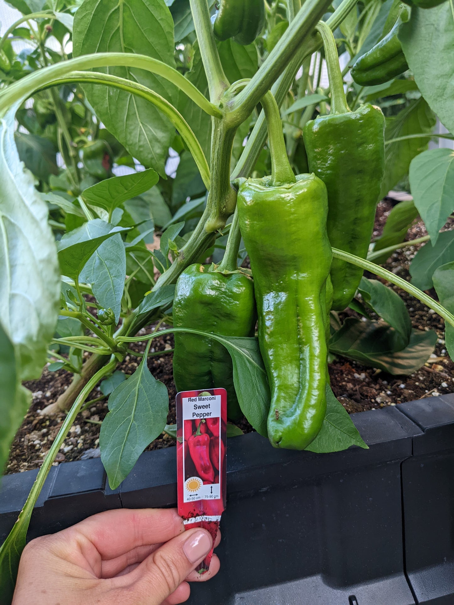 Giant Marconi Pepper