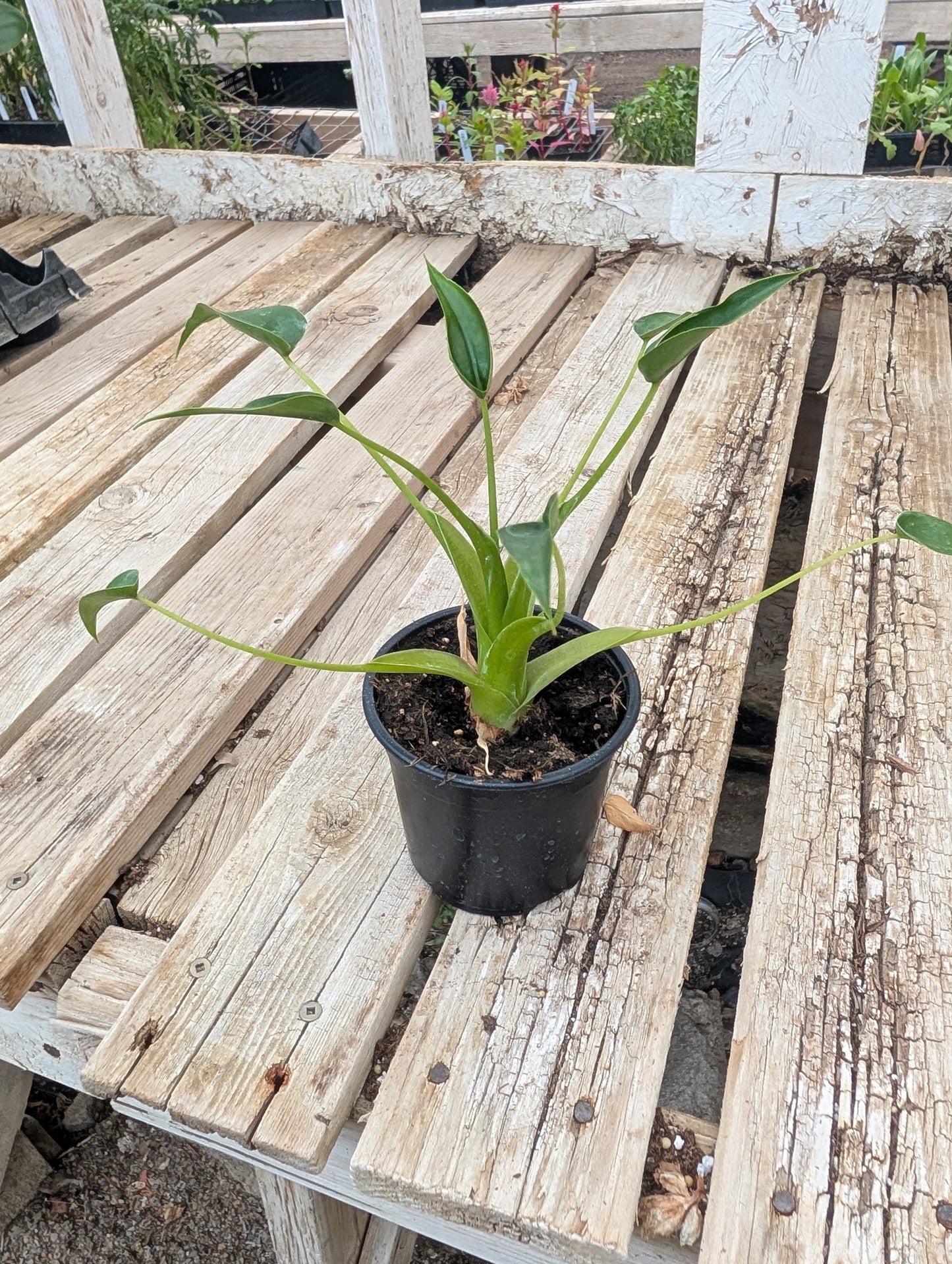 Tiny Dancer Alocasia (4")