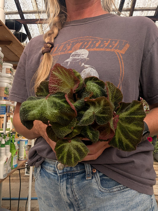 Begonia Rex Soli Mutata (4")