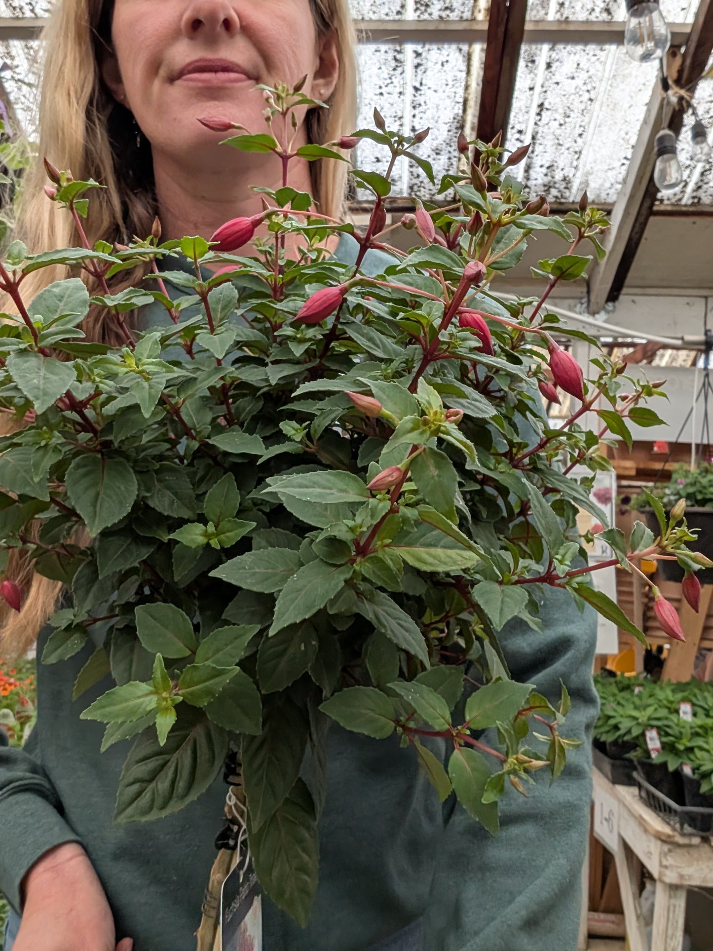 'Angela' Fuchsia Standard