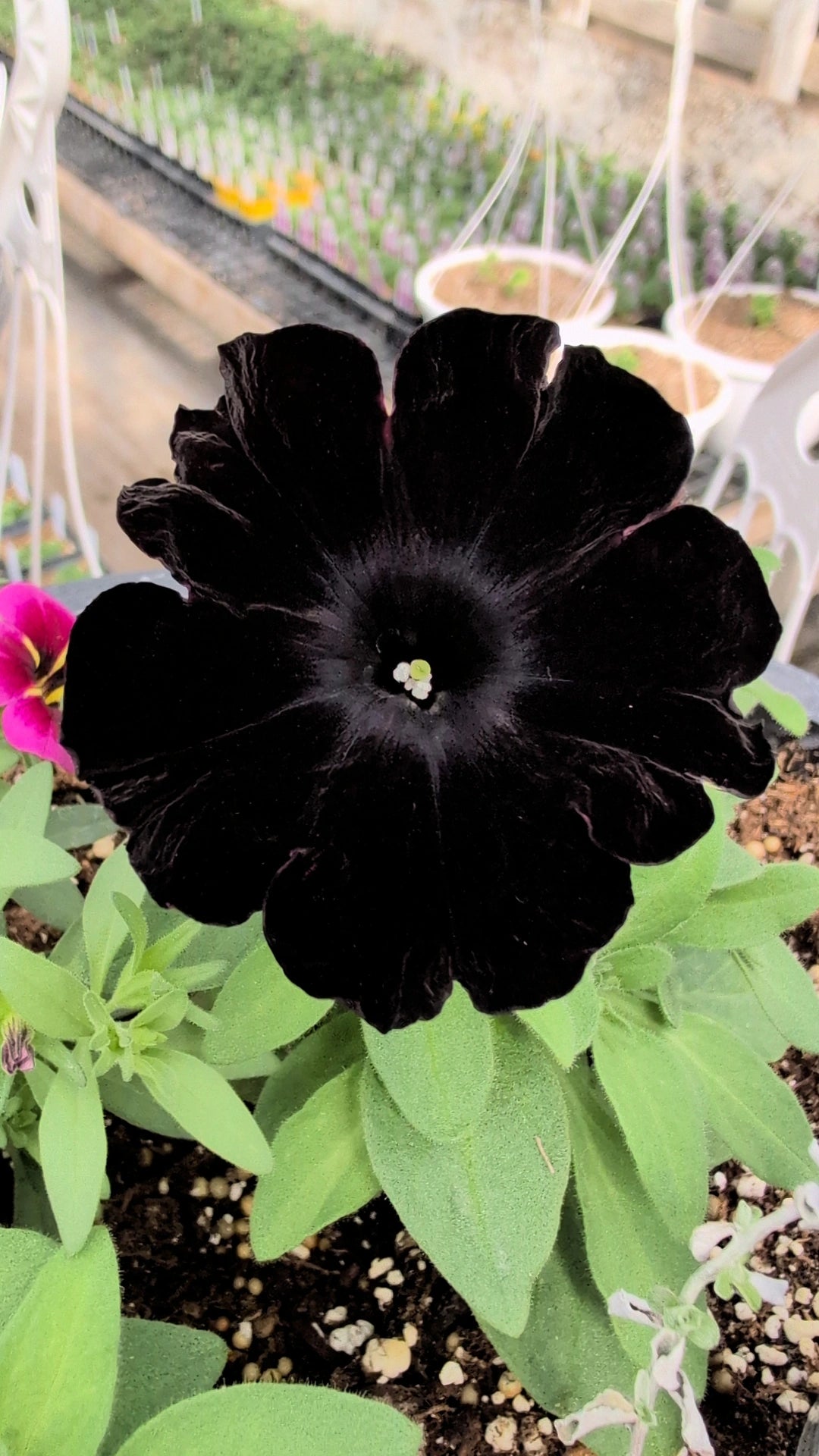 Black Magic Petunia