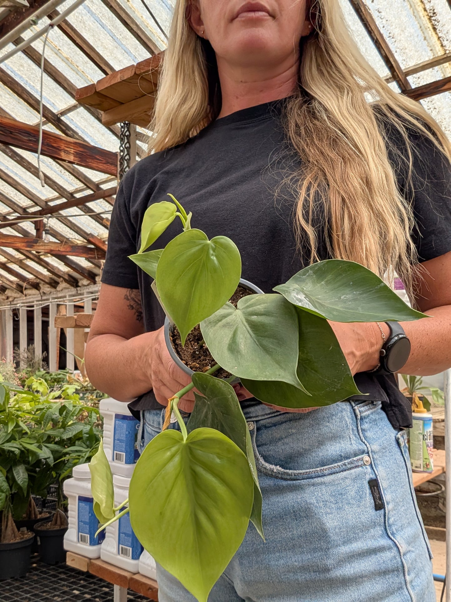 Heartleaf Philodendron (4")
