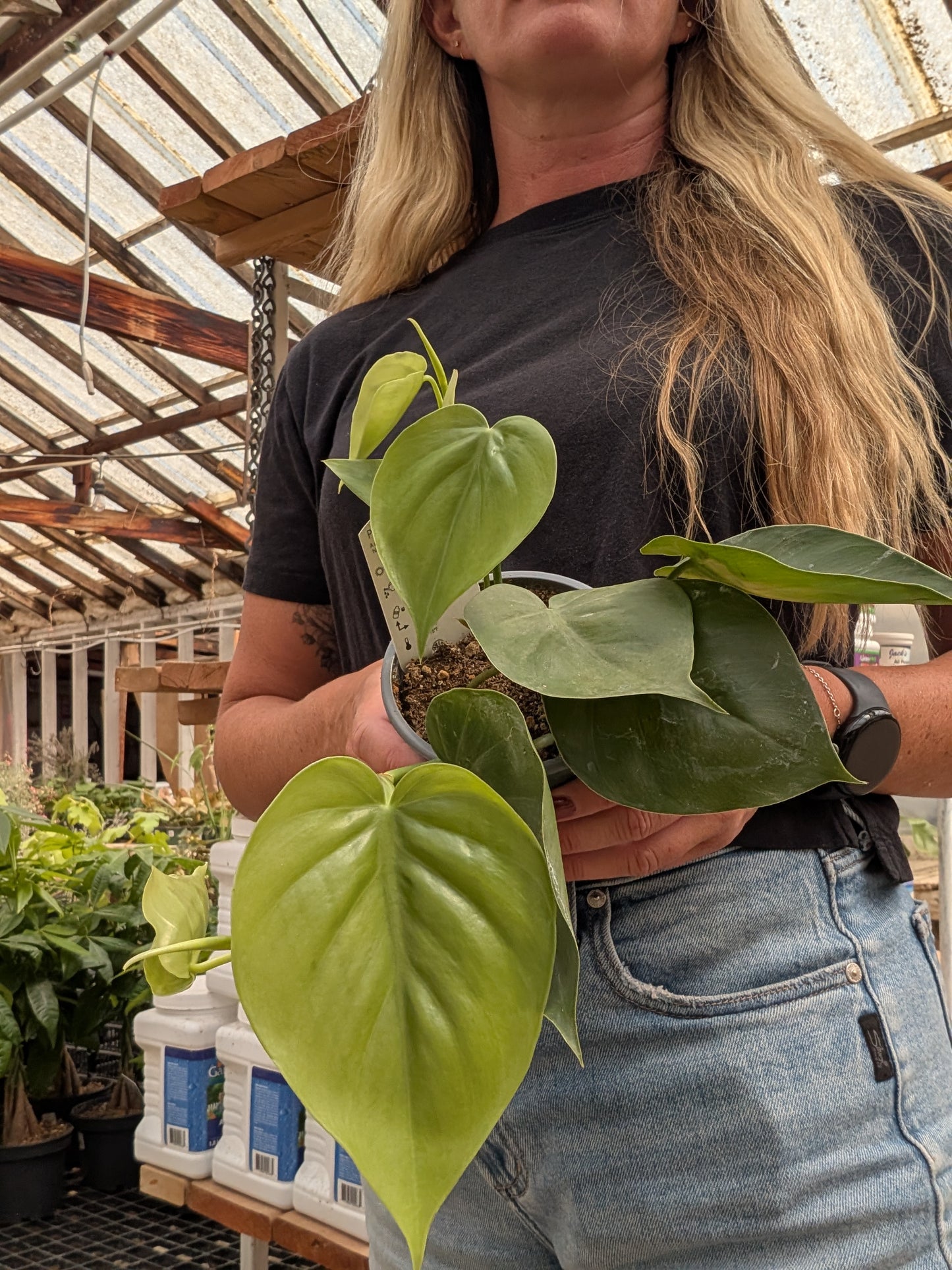 Heartleaf Philodendron (4")