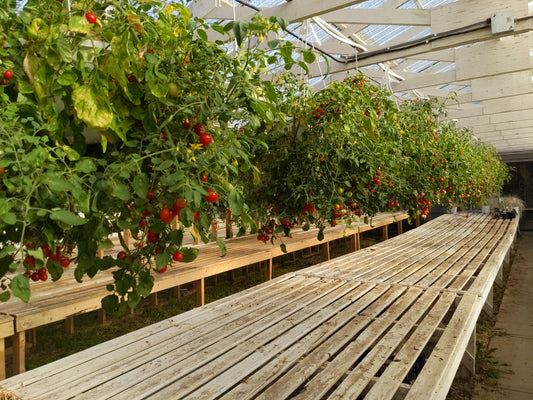 Tumbler Tomato Hanging Basket