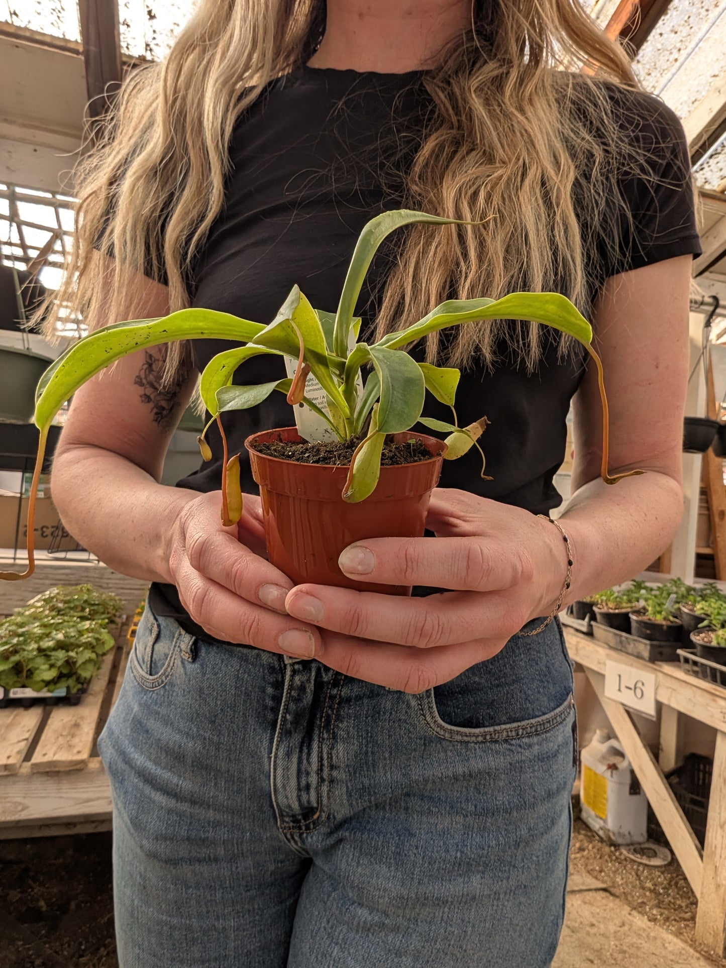 Pitcher Plant