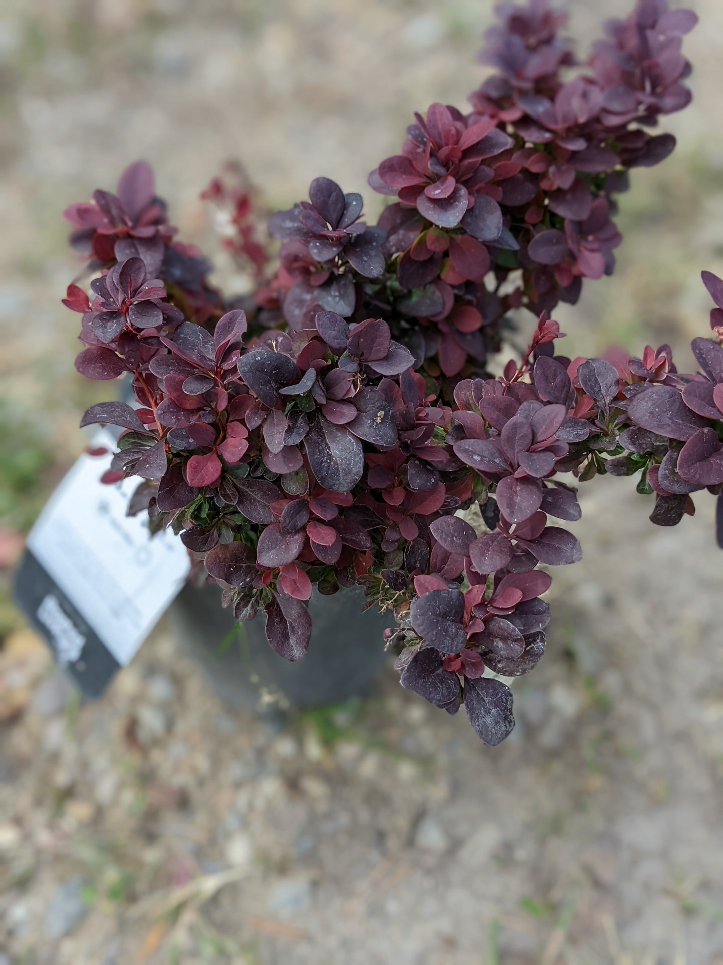 Concorde Barberry