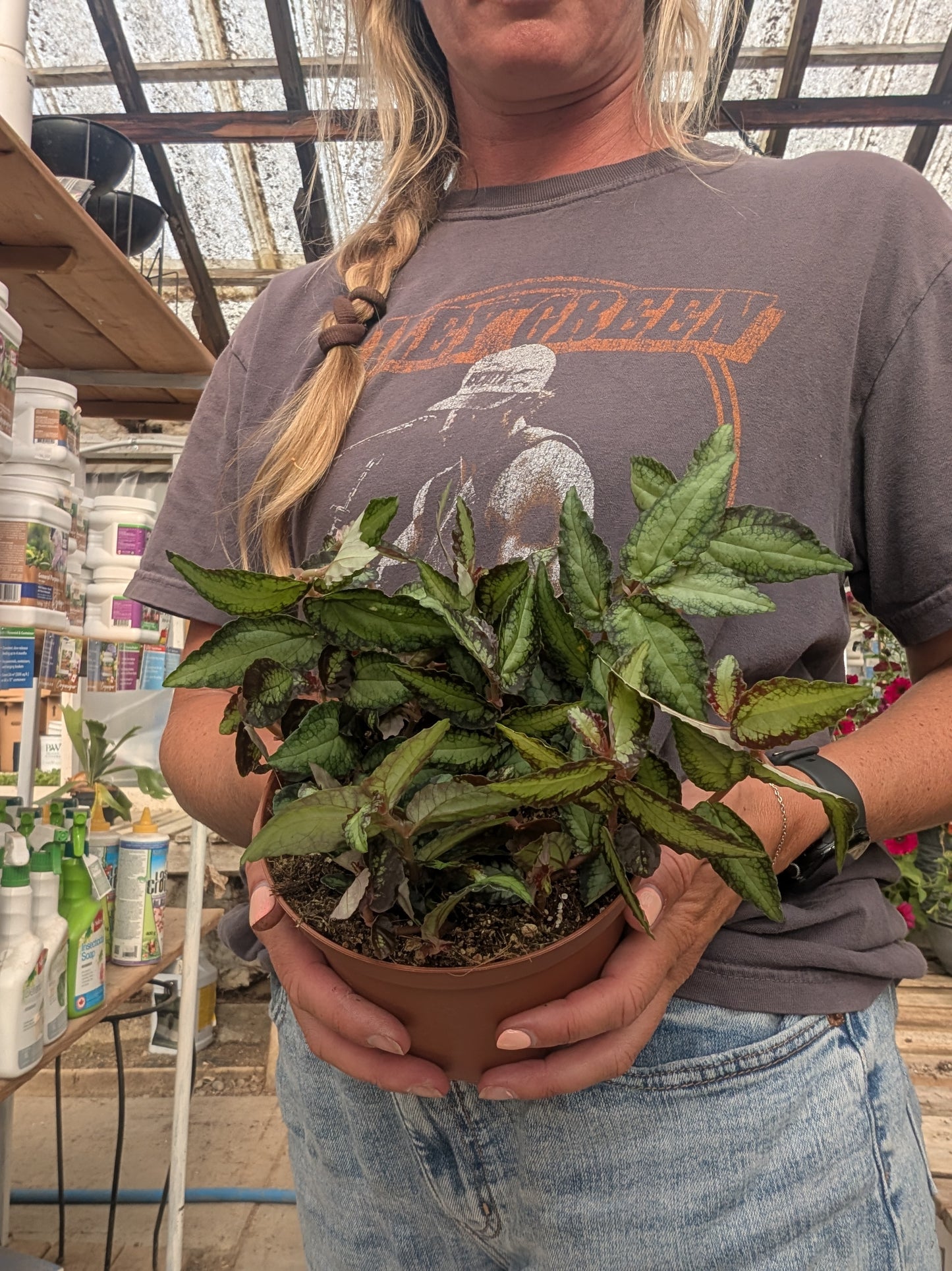 Watermelon Begonia (6")
