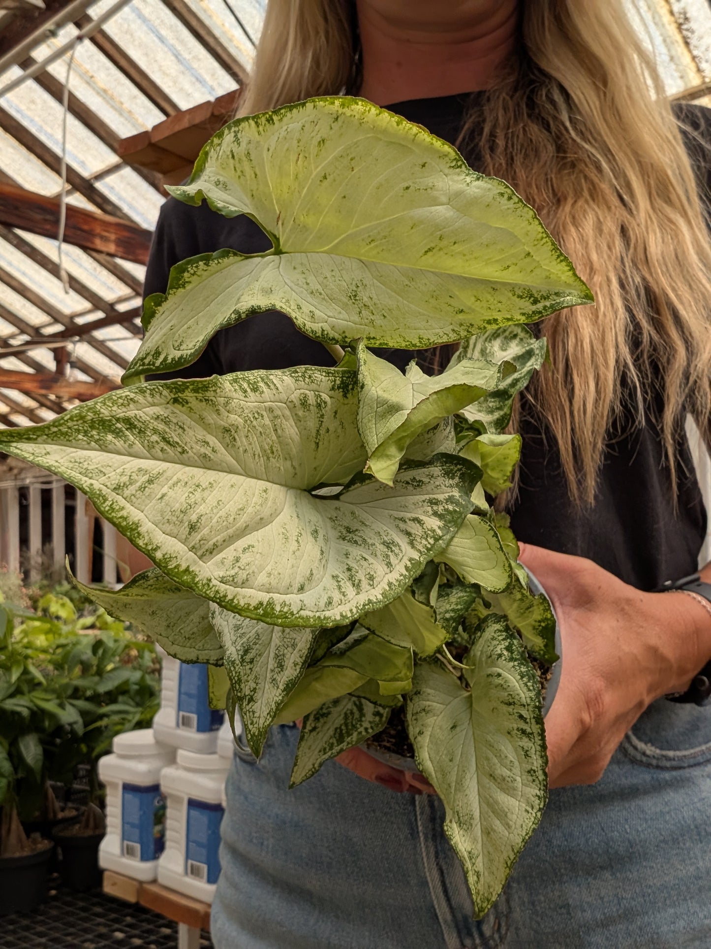 Holly Arrowhead Plant (4")
