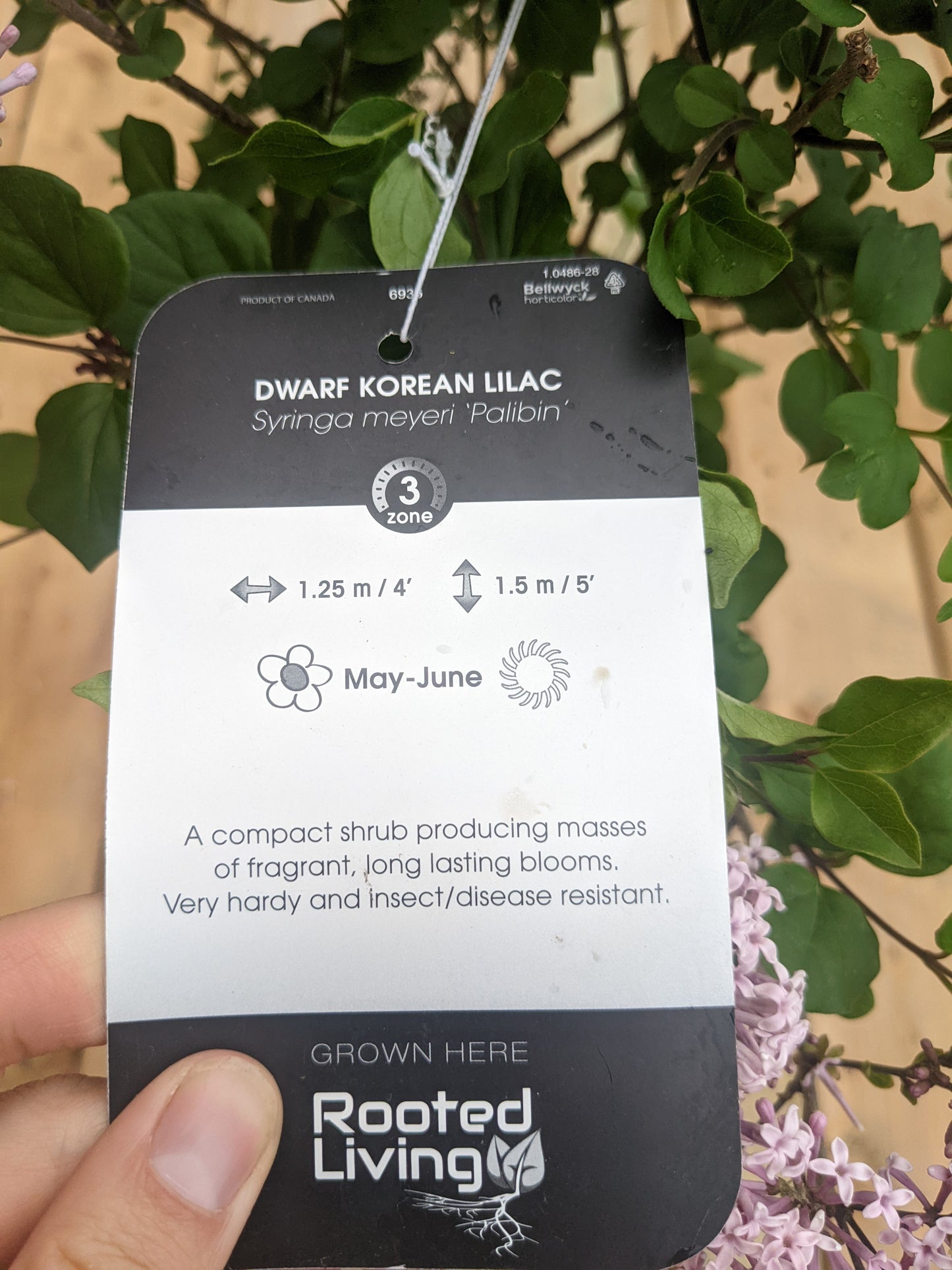 Dwarf Korean Lilac