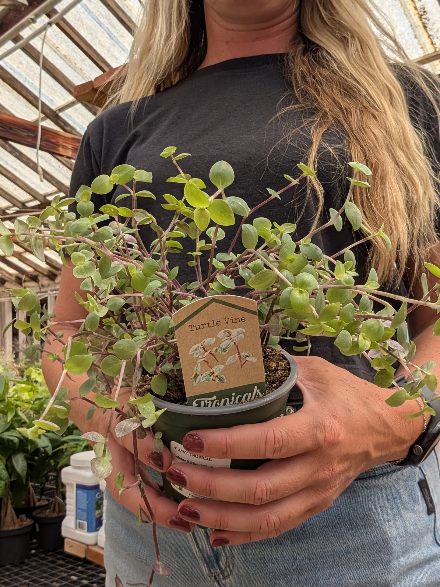 Turtle Vine (4")