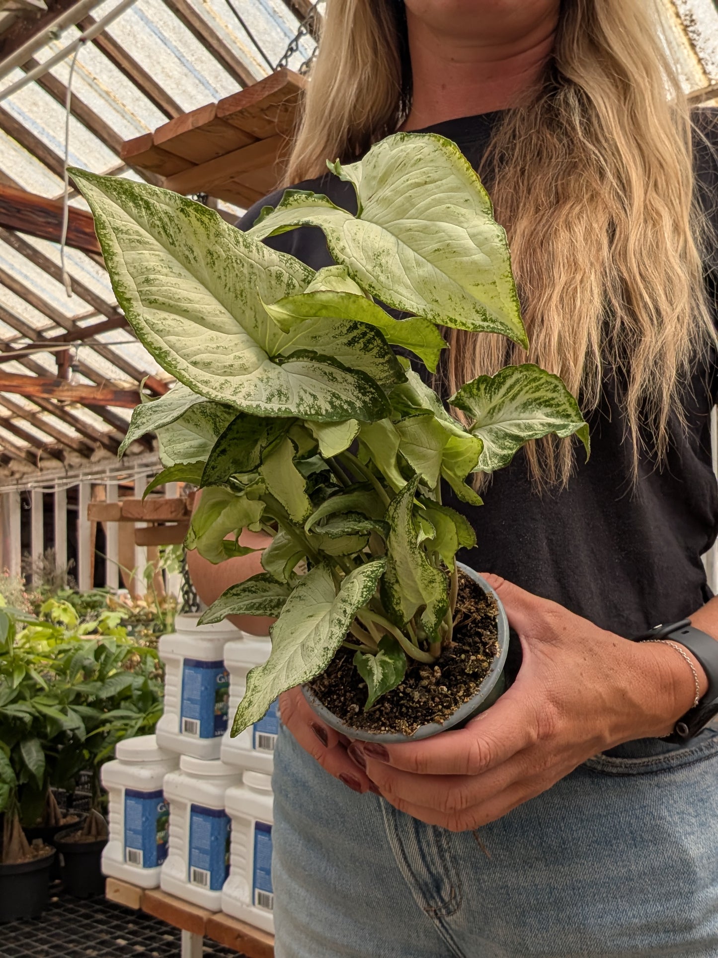 Holly Arrowhead Plant (4")