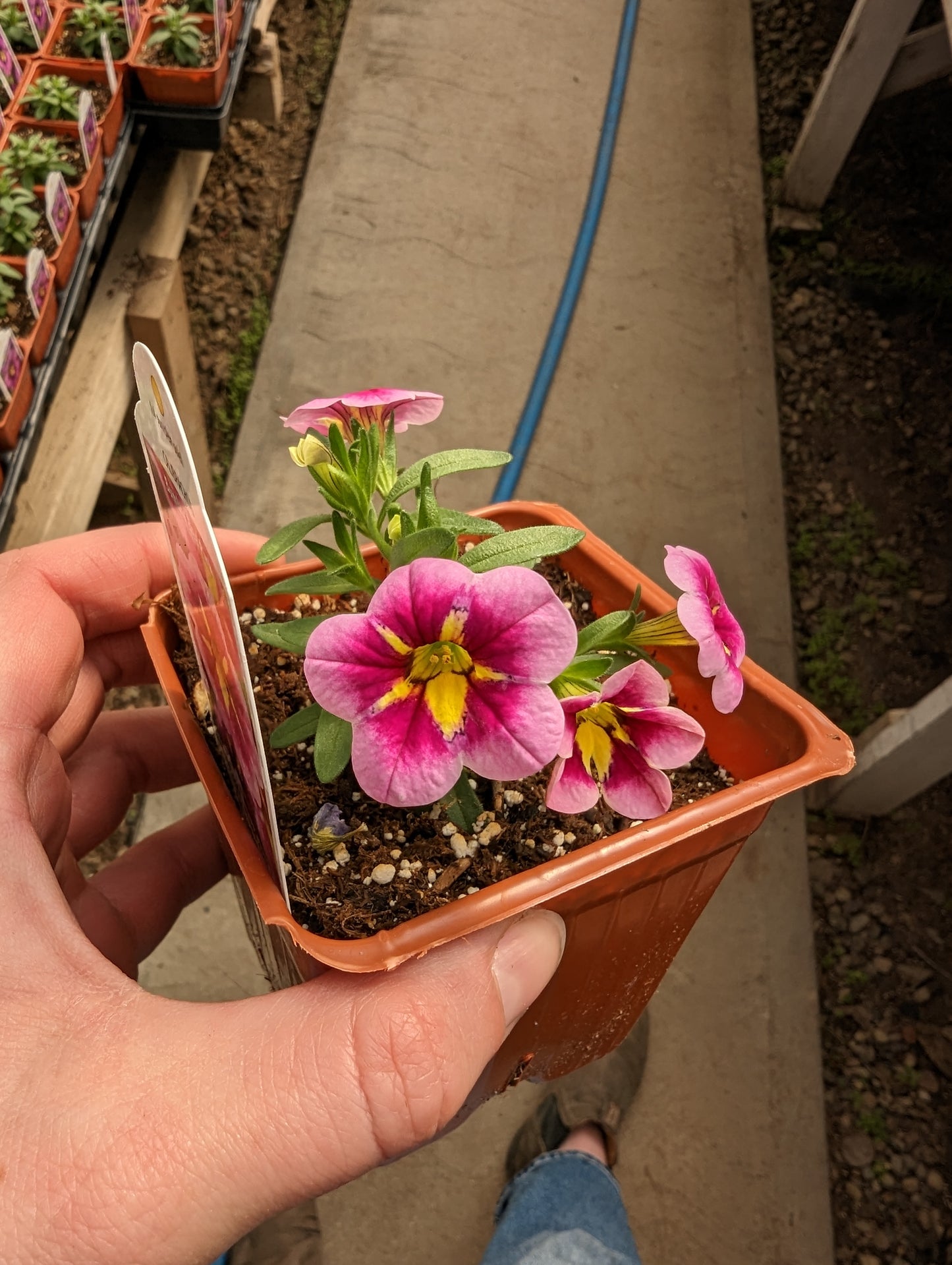 Bumble Bee Light Pink Calibrachoa