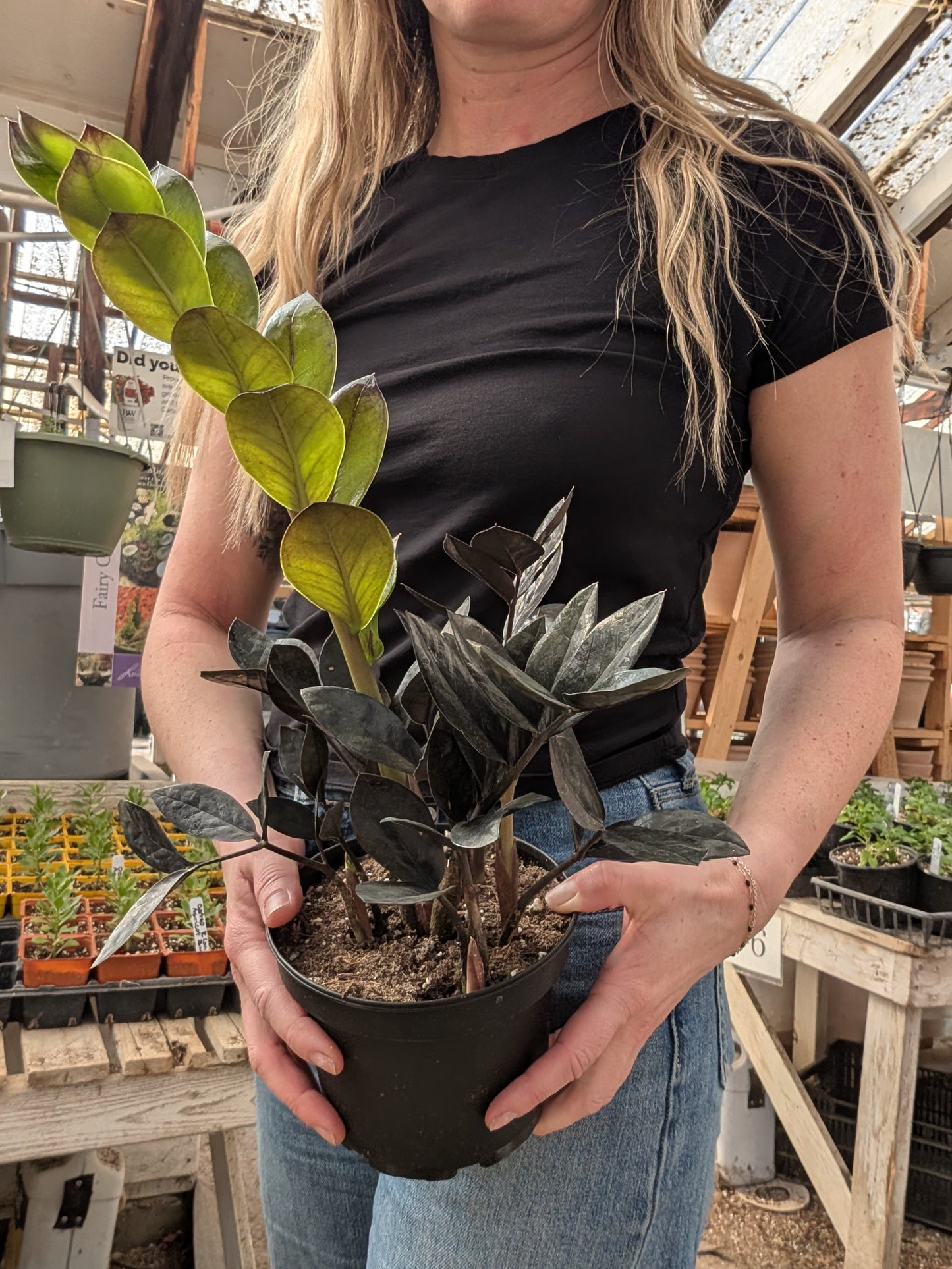 Zamioculcas Black (ZZ Plant)
