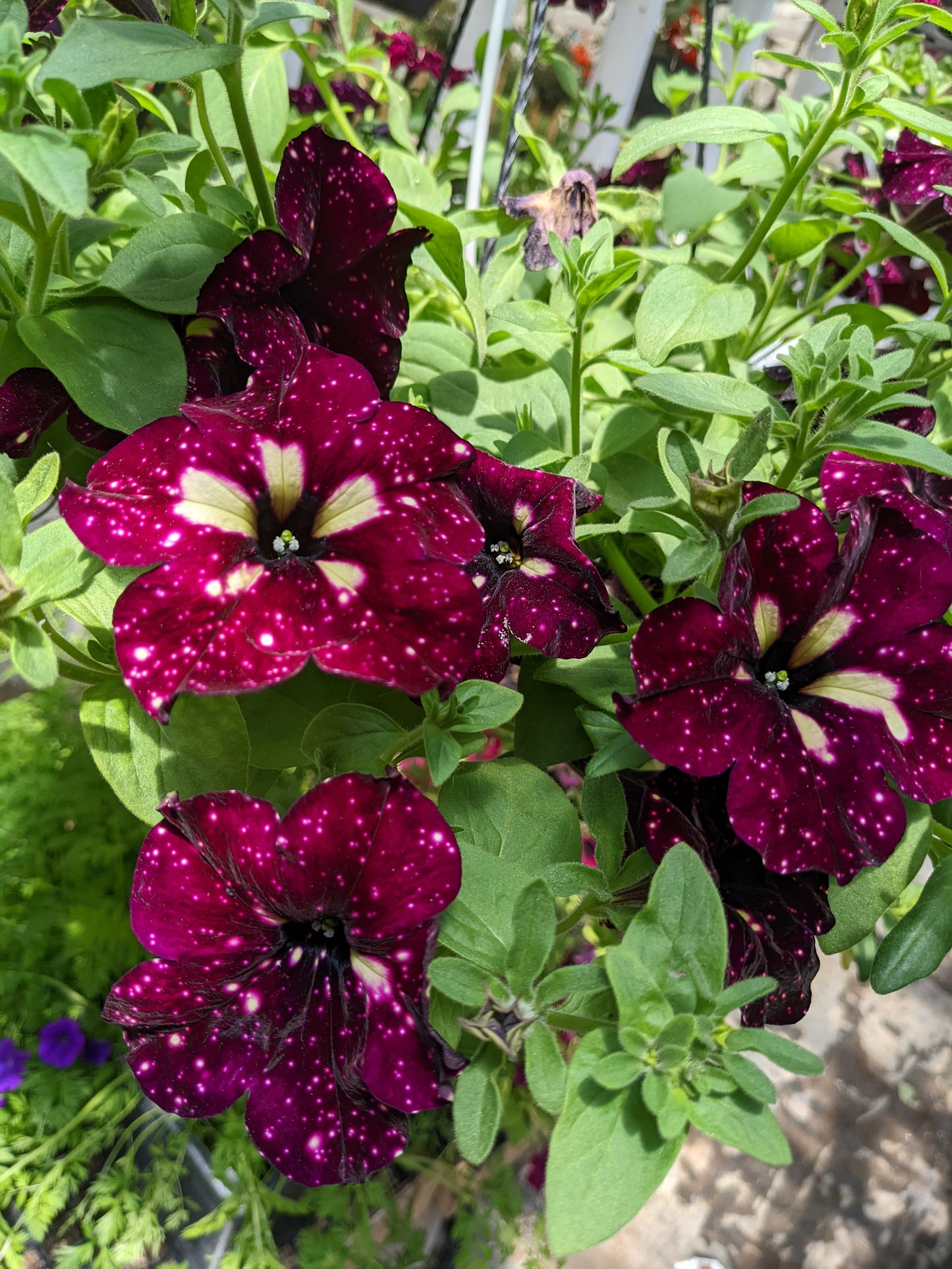 Headliner Petunia Starry Sky Burgundy