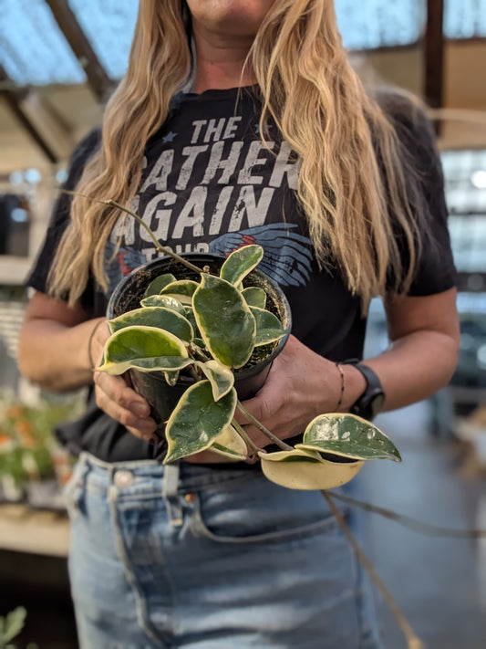 Hoya Carnosa Krimson Queen