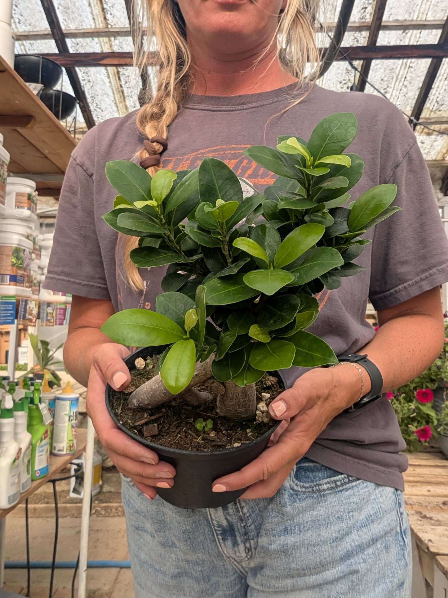 Ficus Bonsai with Exposed Roots (6")
