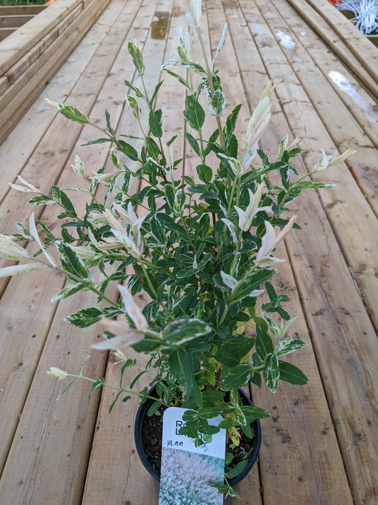 Hakura Nishiki Tricolor Willow