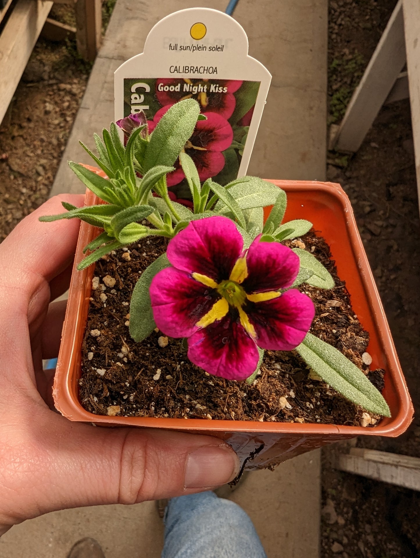 Cabaret Calibrachoa Good Night Kiss