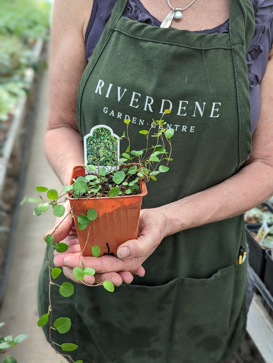 Wire Vine