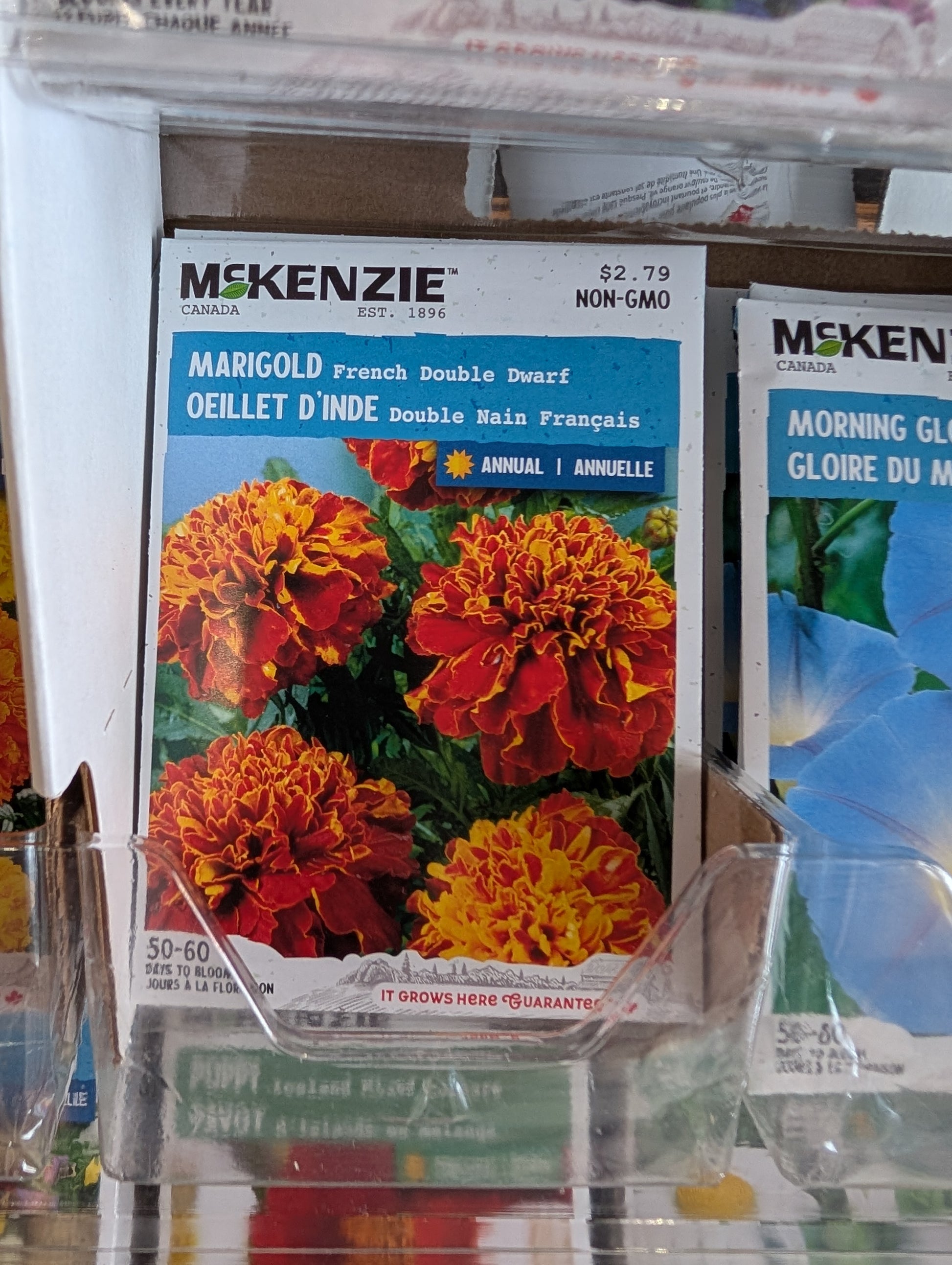 miniature marigold seeds French Double Dwarf Marigold