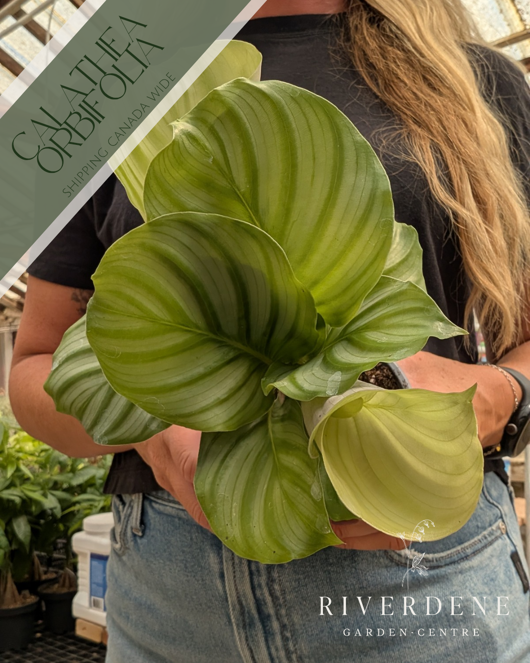 Calathea Orbifolia (4")
