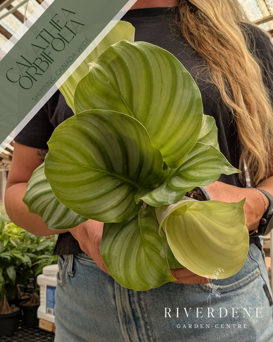 Calathea Orbifolia (4")