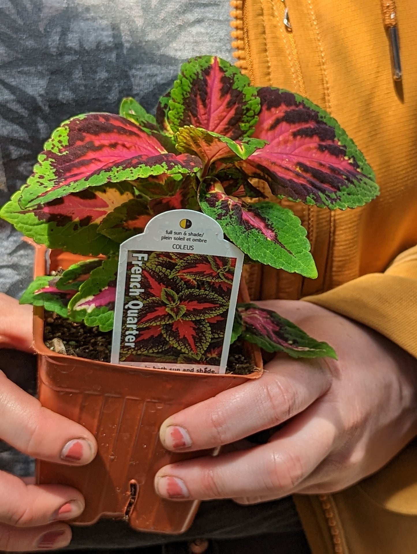 Volcanica French Quarter Coleus