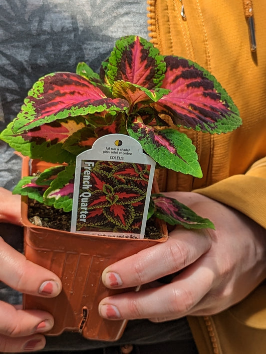 Volcanica French Quarter Coleus