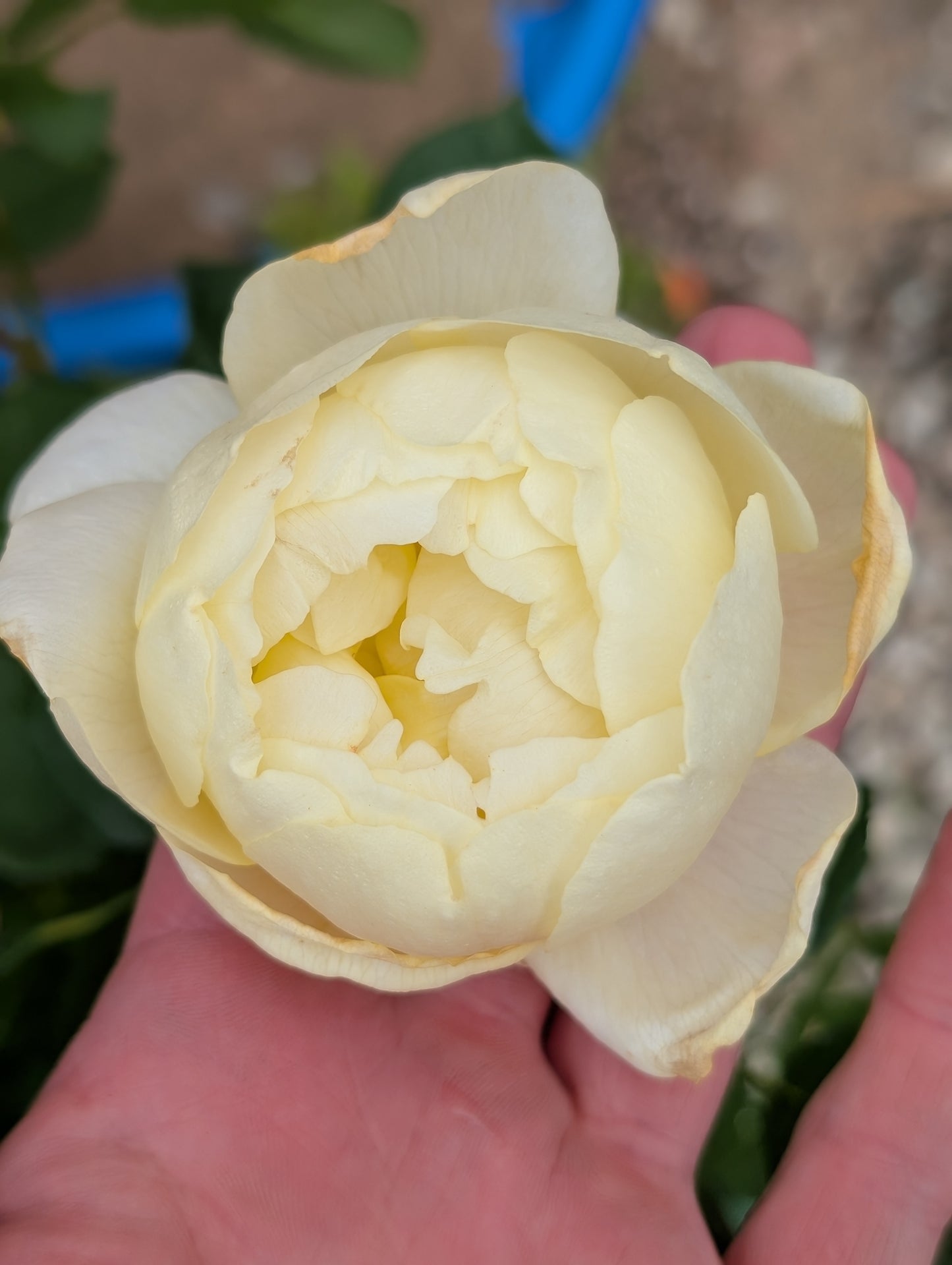 Vanessa Bell Rose (David Austin)