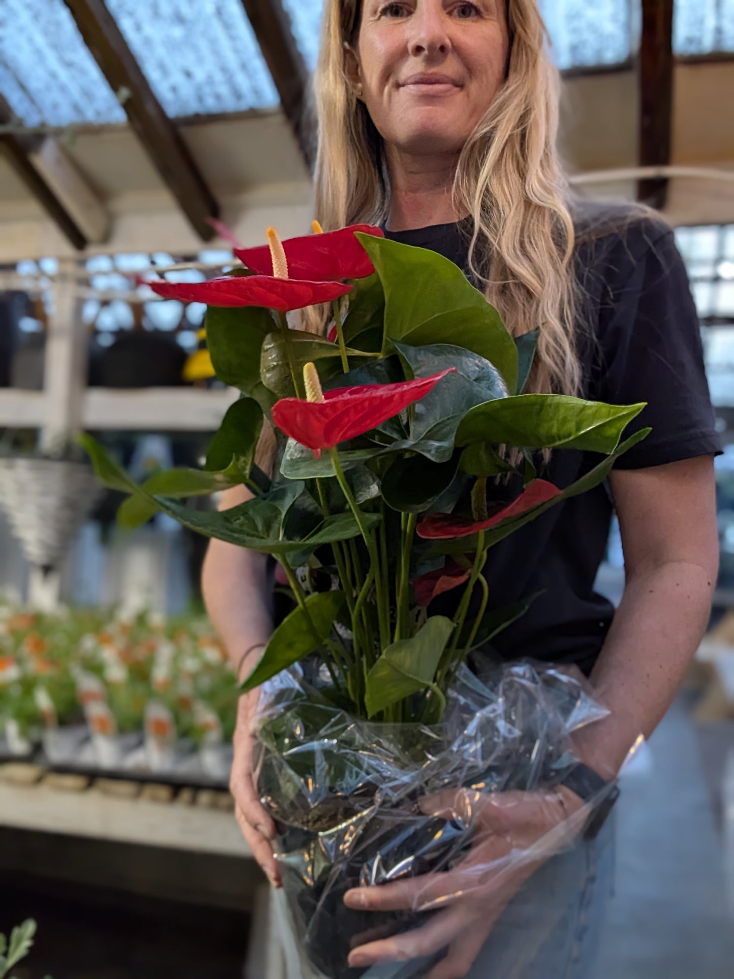 6" Anthurium