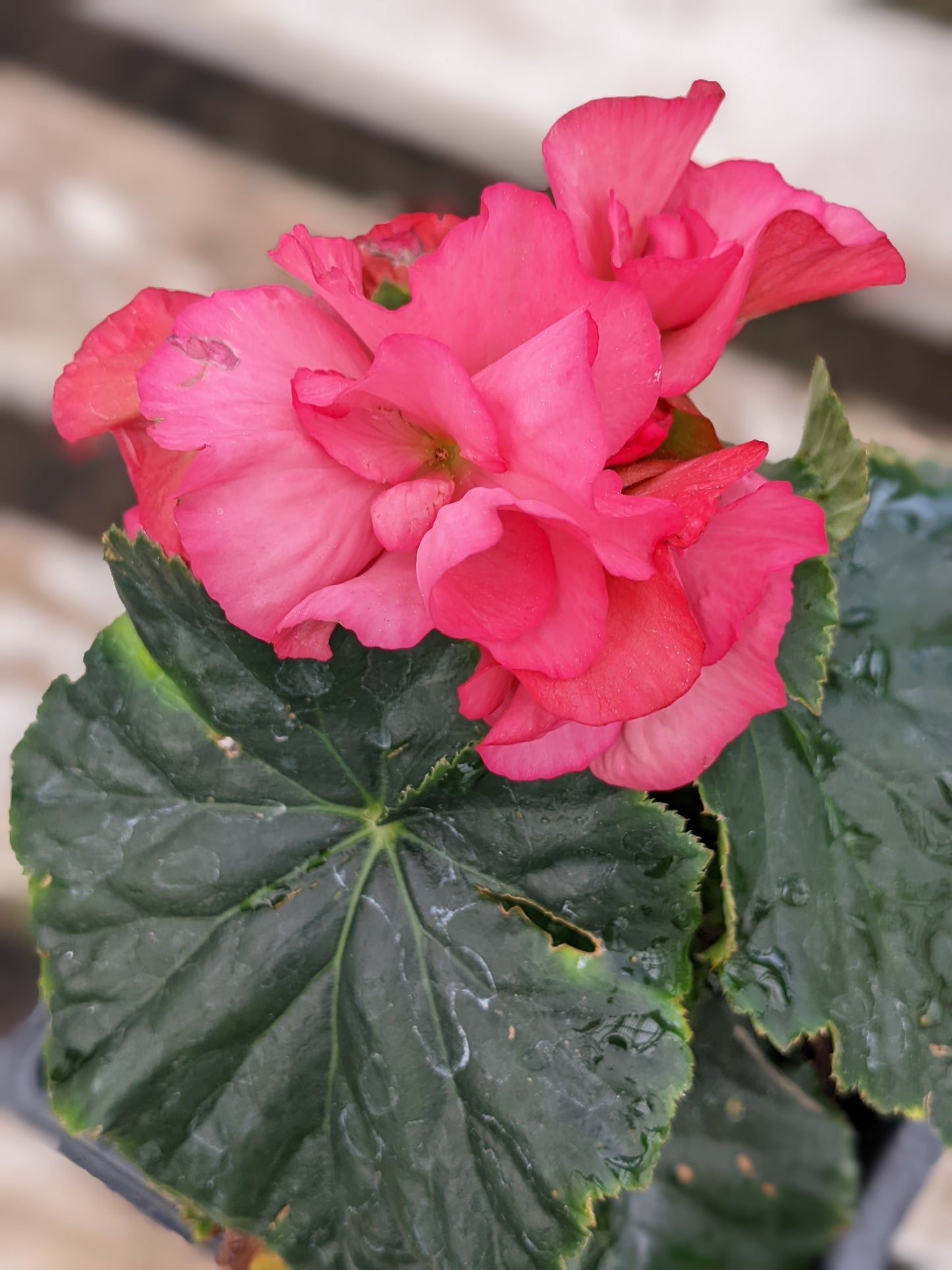 Solenia Dusty Rose Begonia