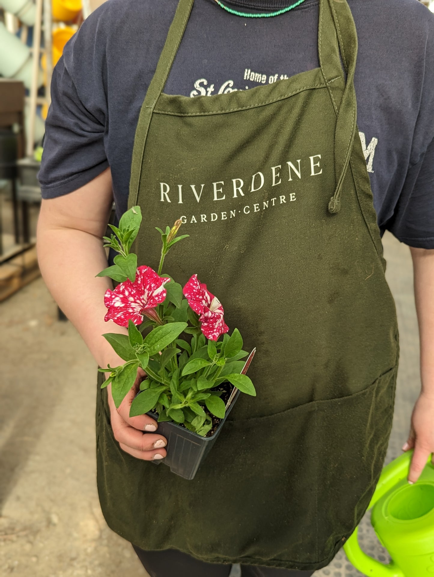 Headliner Petunia Strawberry Sky