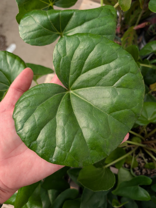 Leopard Plant Gigantea (6")