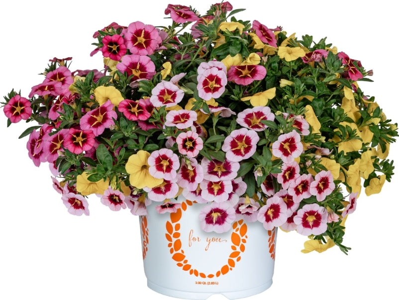 Shades of Pink Hanging Basket