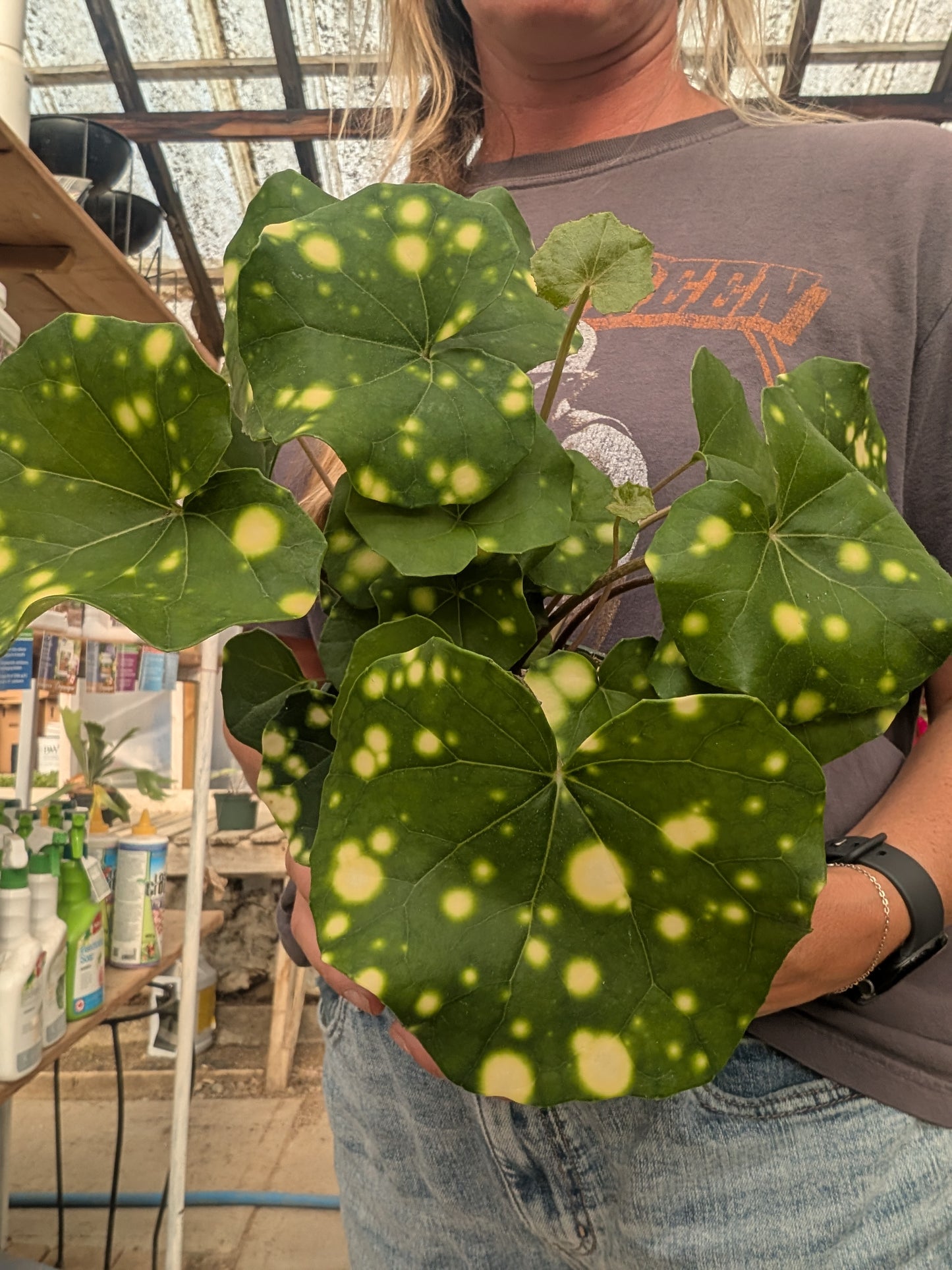 Leopard Plant Gigantea Variegated (6")