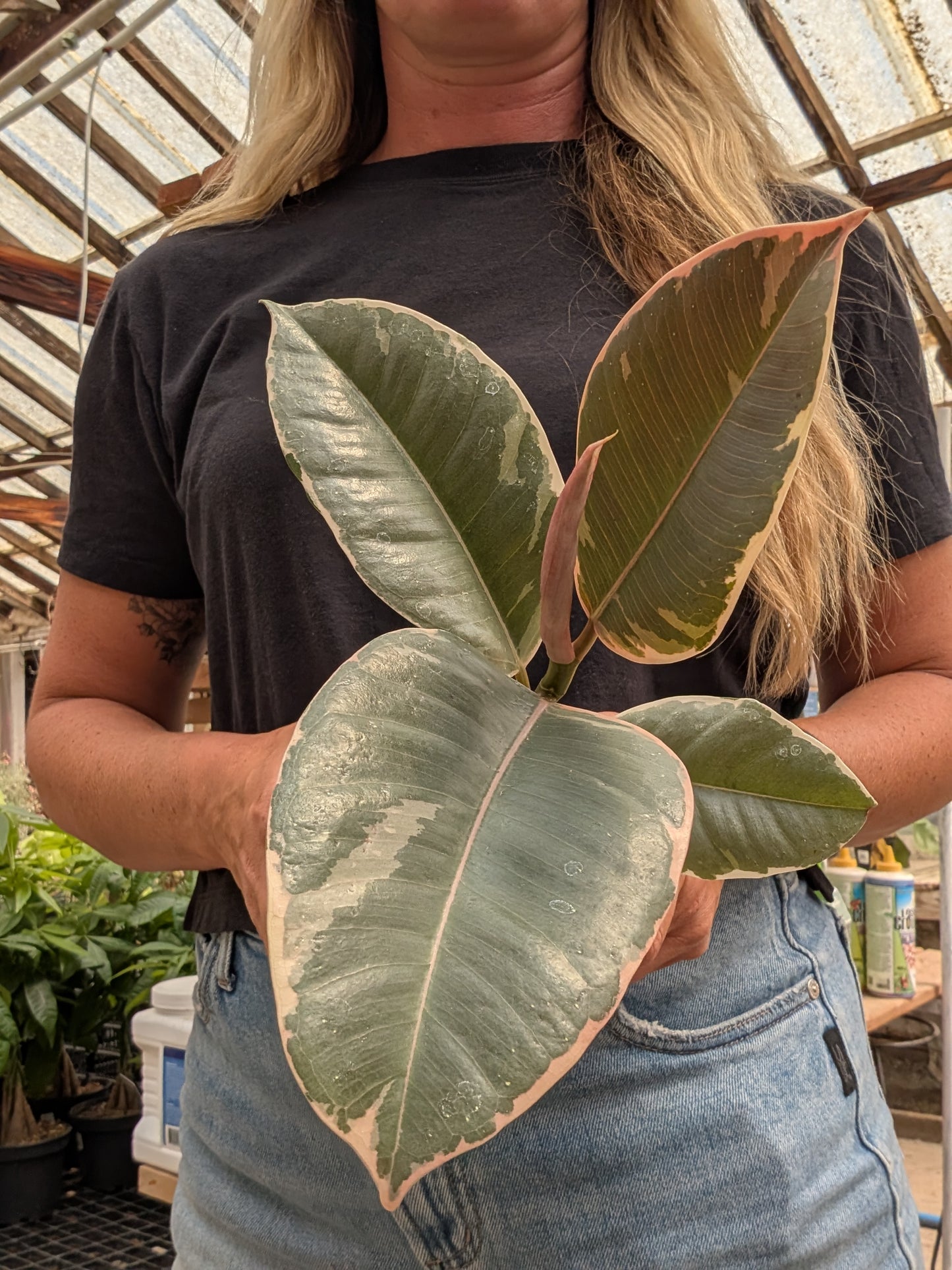 Tineke Rubber Plant (4")