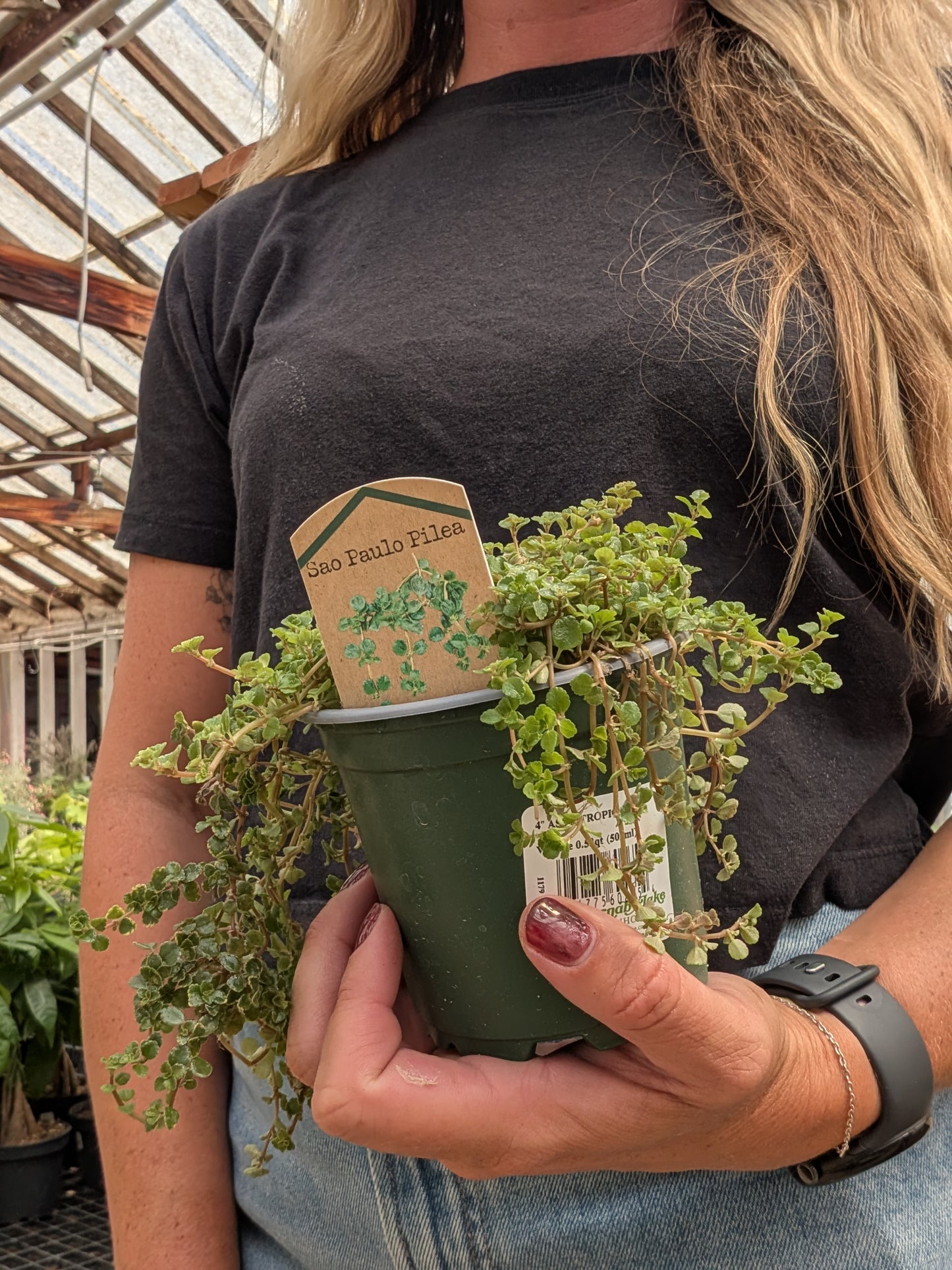 Pilea Sao Paulo (4")