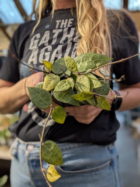 Hoya Parasitica Black Margin