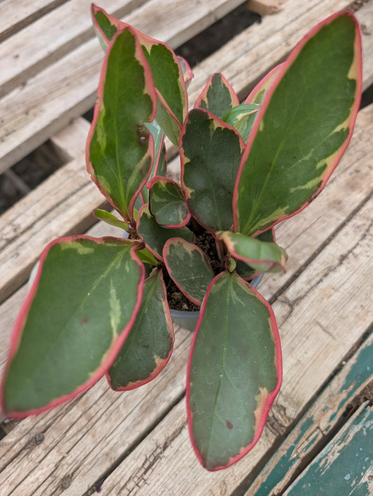 Peperomia Ginny/Pink (4")