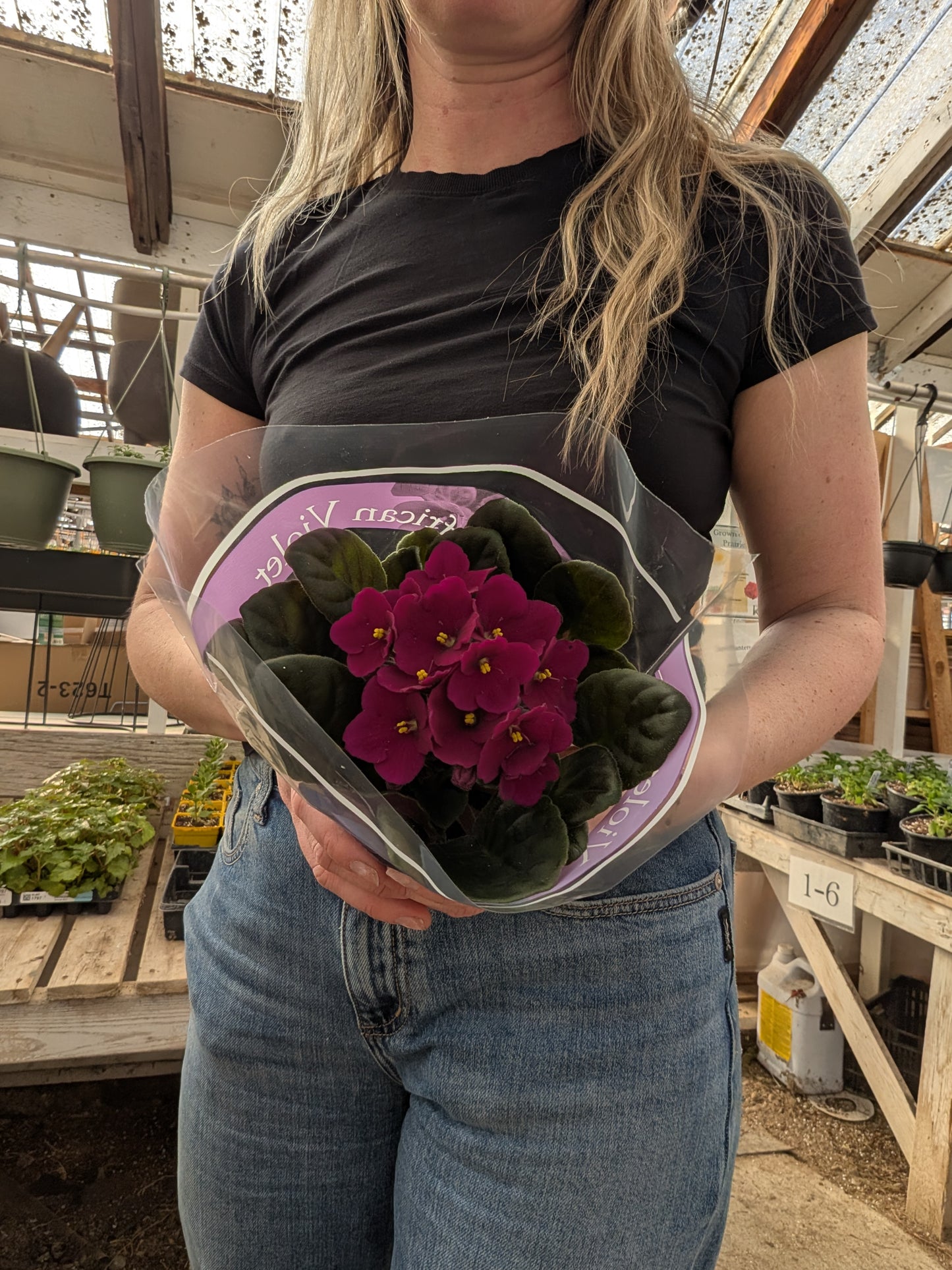 4" African Violet