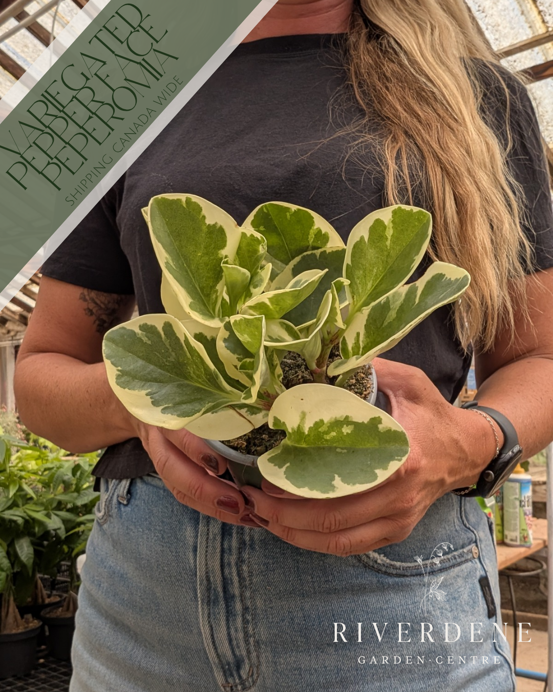 Variegated Pepper Face Peperomia (4")