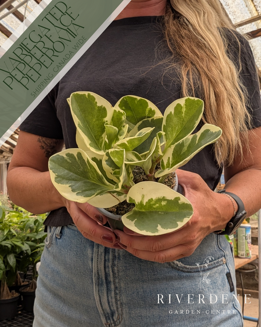 Variegated Pepper Face Peperomia (4")