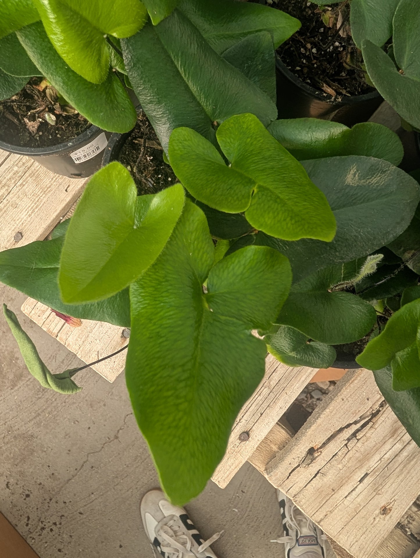 Heart Fern (4")